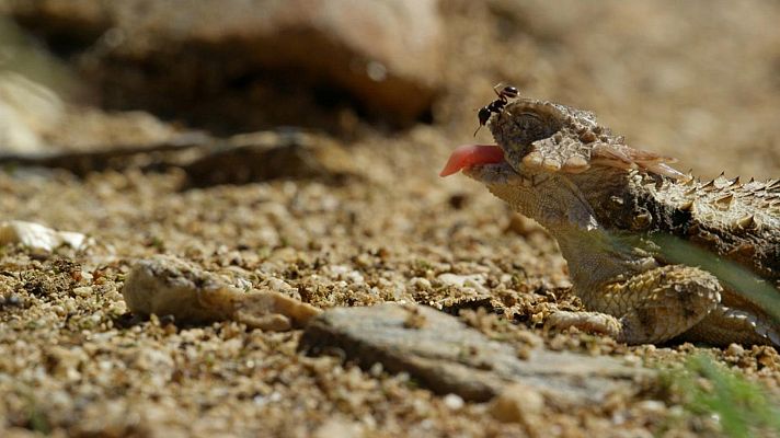 El desierto marino: Tierra de gigantes