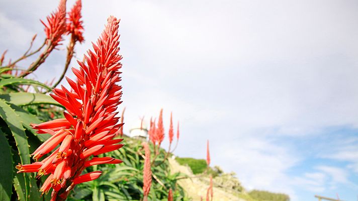 Aloe arborescens, la joya de un bosque encantado