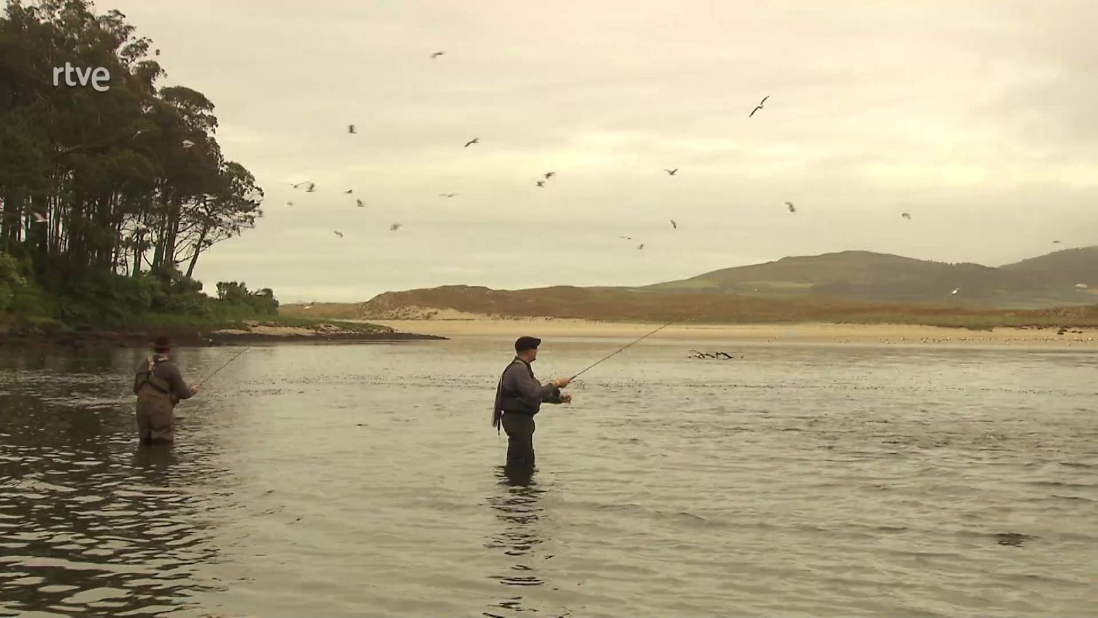 Jara y sedal - Múgiles en la Ría de Lires - ver ahora