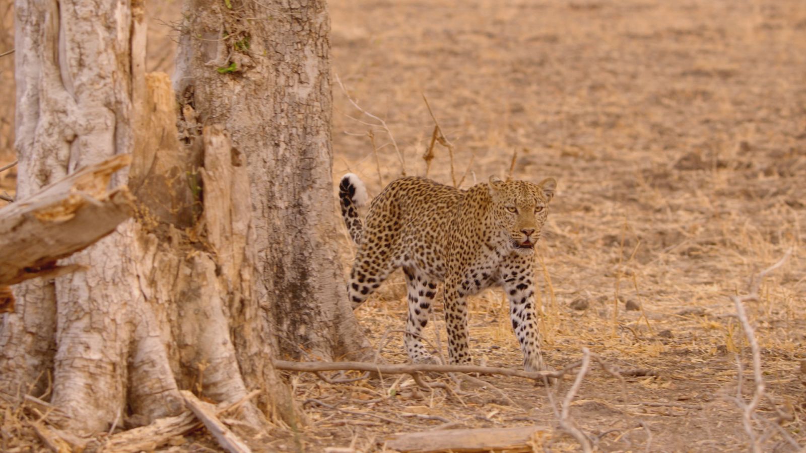Grandes documentales - El viaje de la vida: legados vitales - Ver ahora