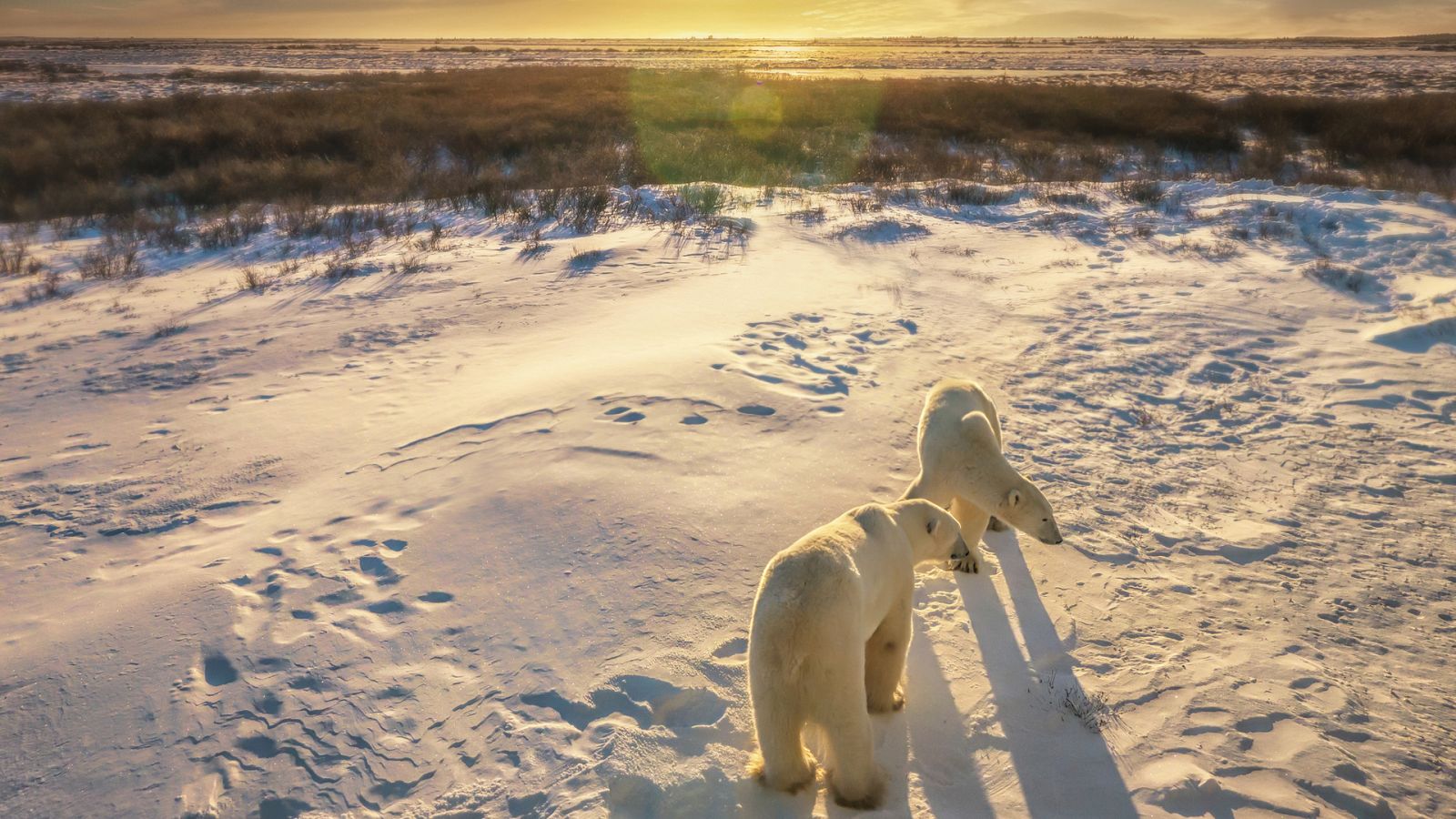 Otros documentales - Nacido explorador: Canadá, la migración de los osos polares - Documental en RTVE