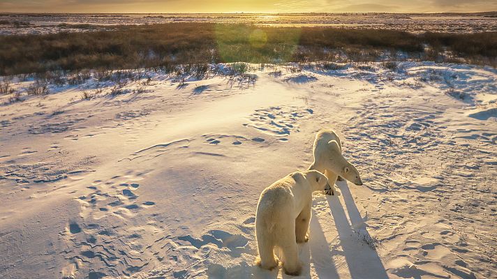 Nacido explorador: Canadá, la migración de los osos polares