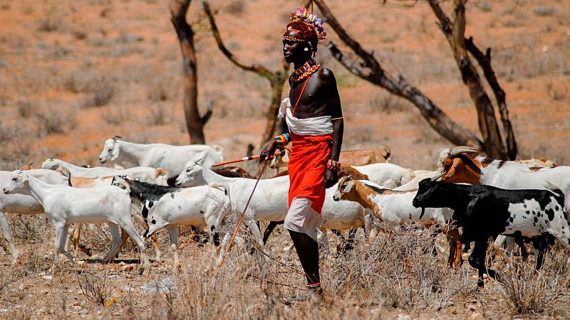 Los leones ganan terreno a los pastores masáis y atacan a su ganado