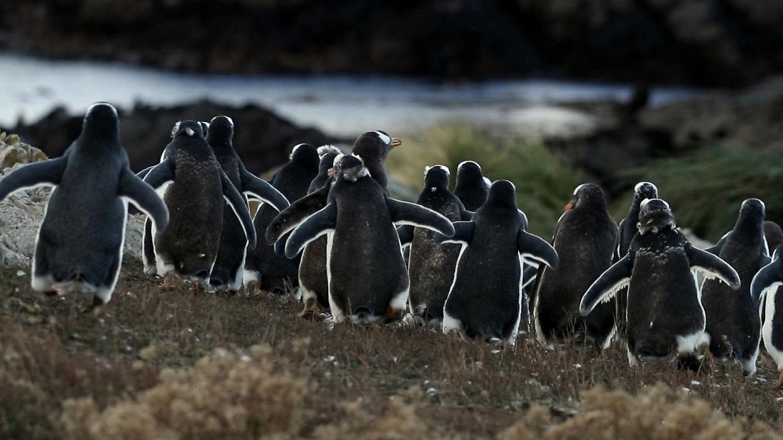 Somos documentales - El albatros y el pingüino. Una fábula austral - Documental en RTVE