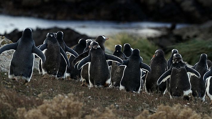 El albatros y el pingüino. Una fábula austral