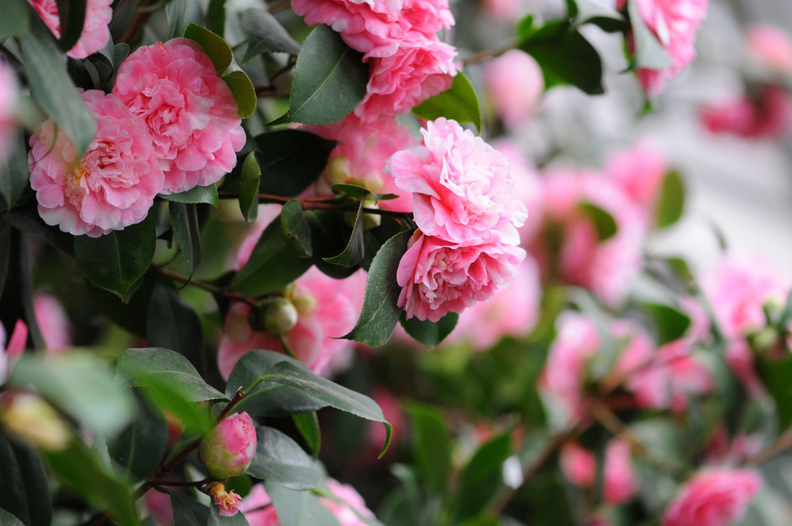 ¿Cómo es la camelia que florece en Galicia?