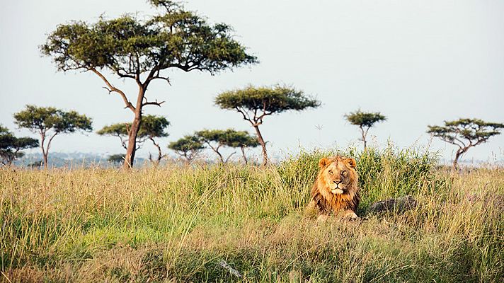 Wild COVID, pandemia salvaje: El rey de la sabana