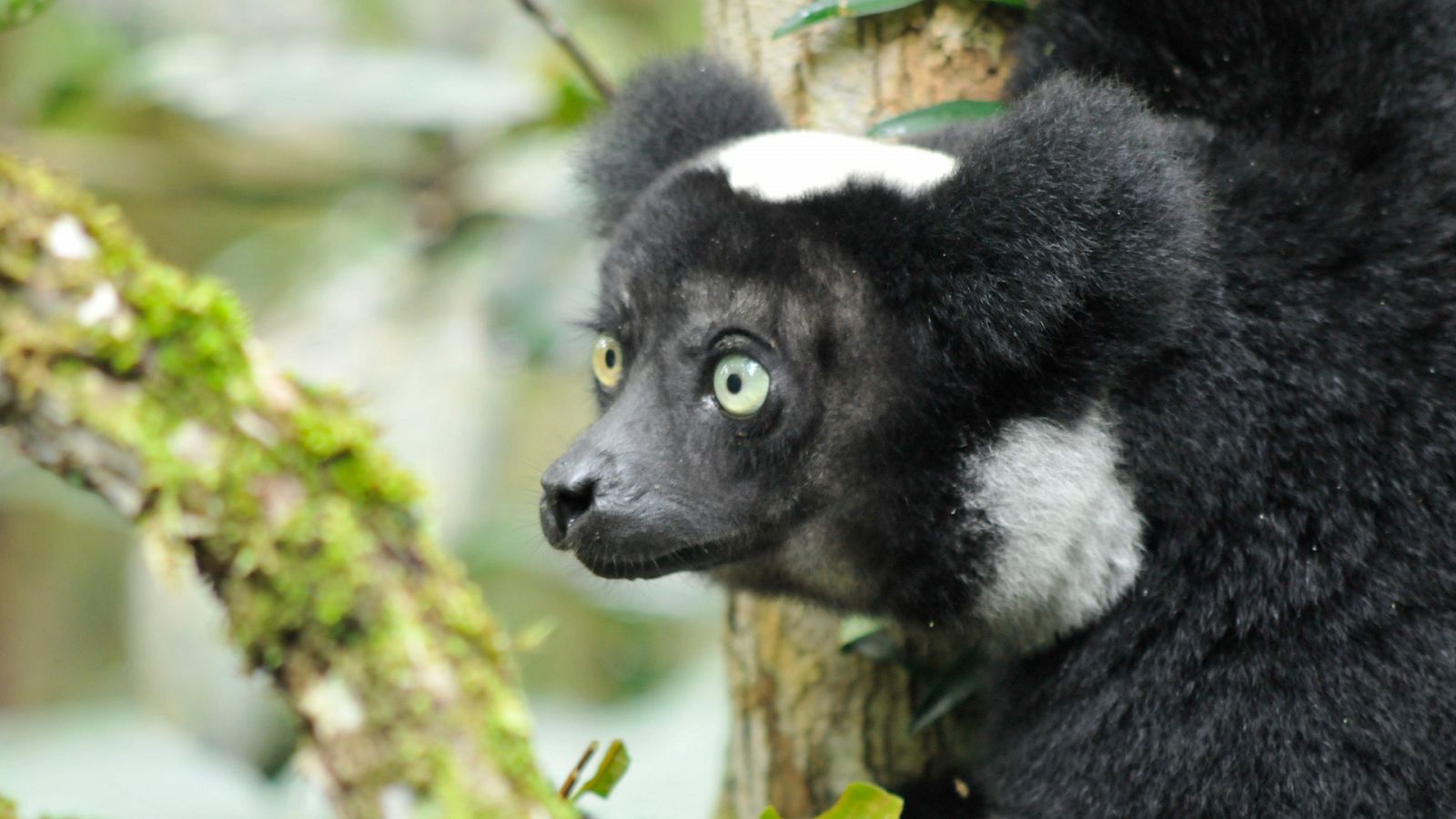 Somos documentales - Madagascar salvaje: Leyendas de la isla de los lemures - Documental en RTVE