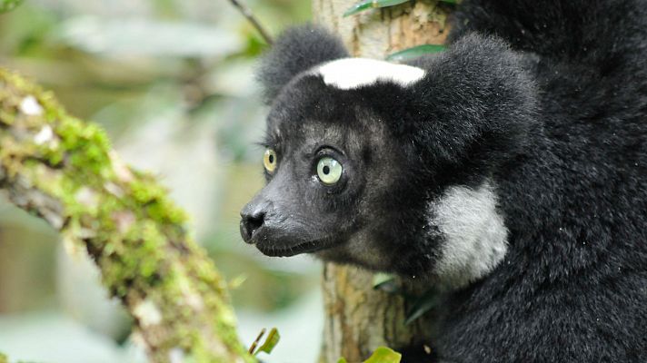 Madagascar salvaje: leyendas de la isla de los lemures