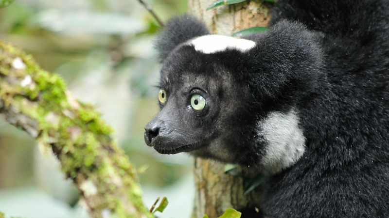 Somos documentales - Madagascar salvaje: Leyendas de la isla de los lemures - Ver ahora