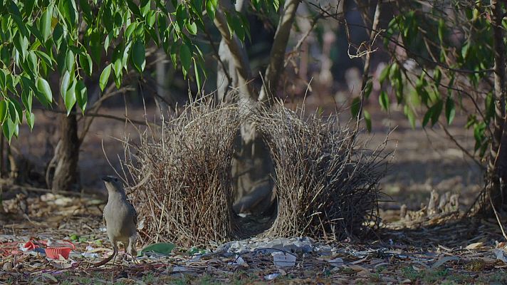 Somos Documentales - Arquitectos de la naturaleza