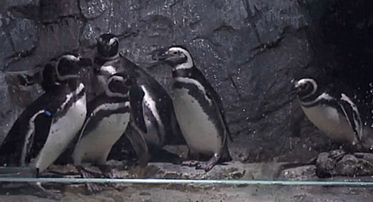 La aventura del Saber - ¿Qué derechos tienen los animales?