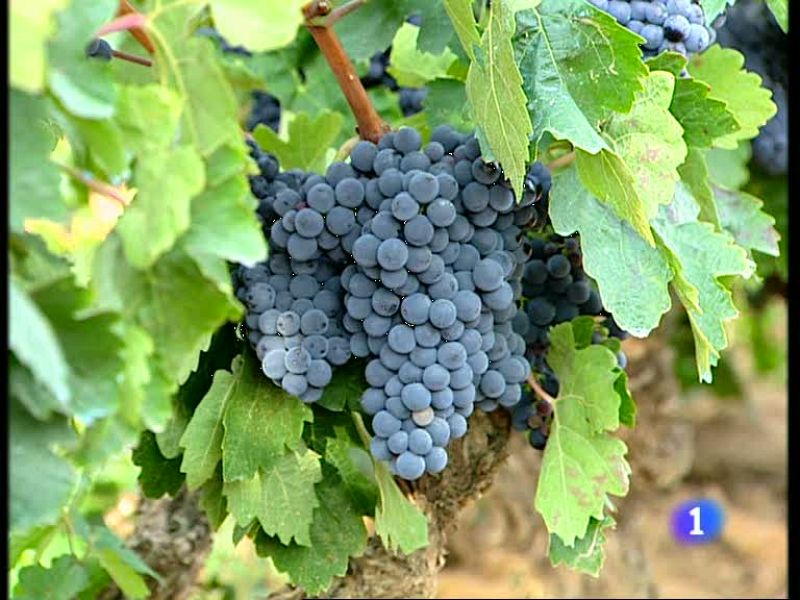 Informativo  Telerioja (10/09/09)