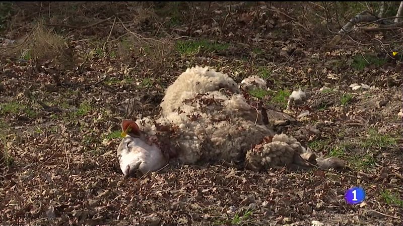Os lobos matan sete ovellas en Friol