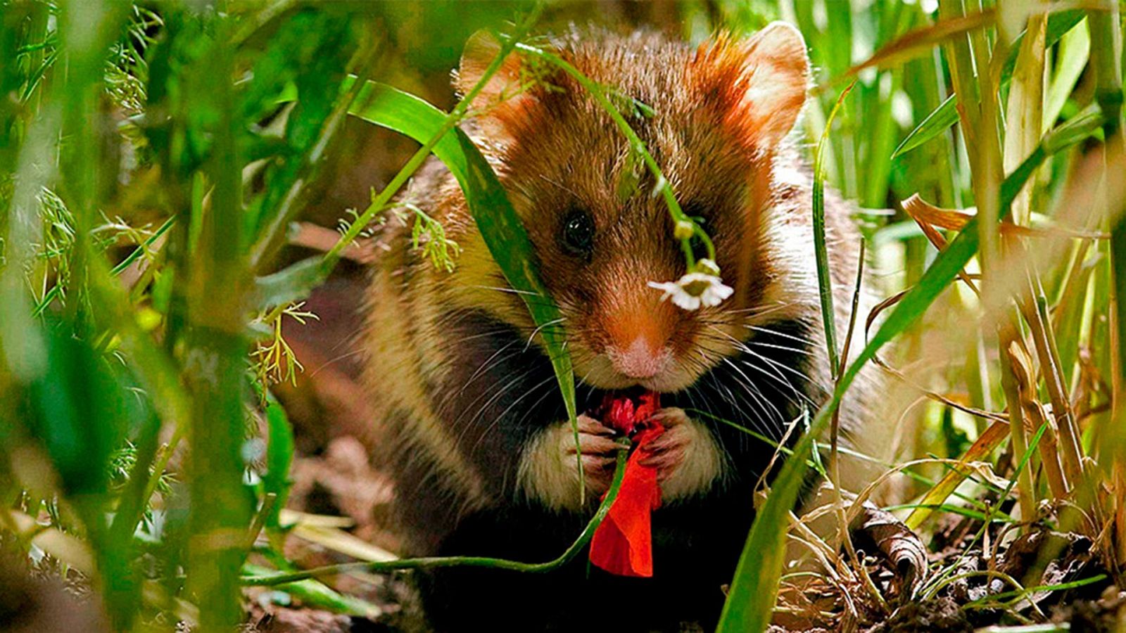 Grandes documentales - El campo de cereales: una jungla para el verano - ver ahora