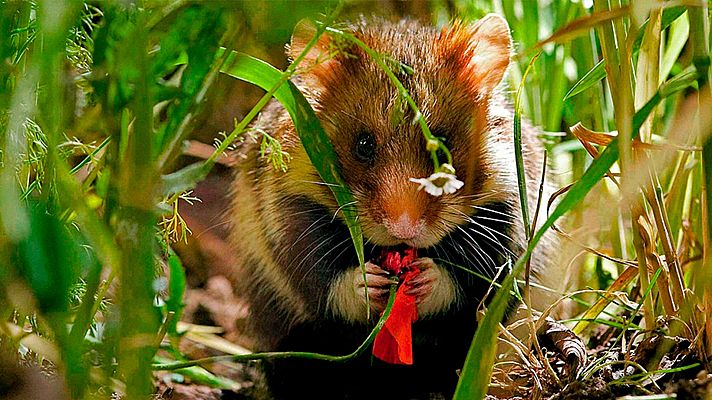 El campo de cereales: una jungla para el verano