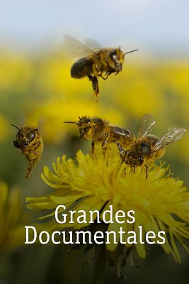 Grandes documentales - El campo de cereales: una jungla para el verano