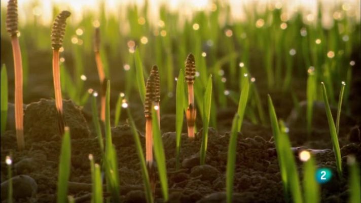 El camp de cereals: una jungla per a l'estiu