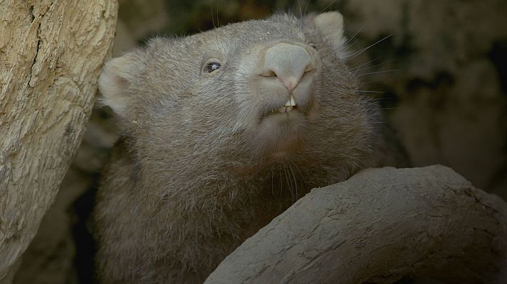 La vida secreta de los Wombat: El bosque de los Wombat