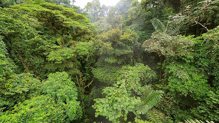 Planeta selva - Selvas en las nubes. Costa Rica