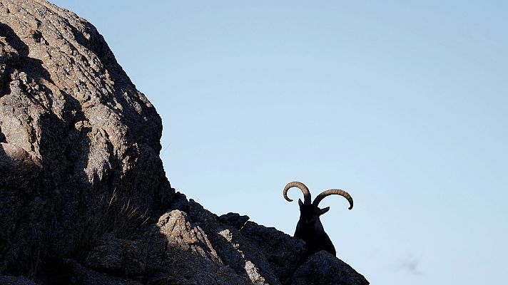 Los Image Catchers - Pelea de cabras on the rocks