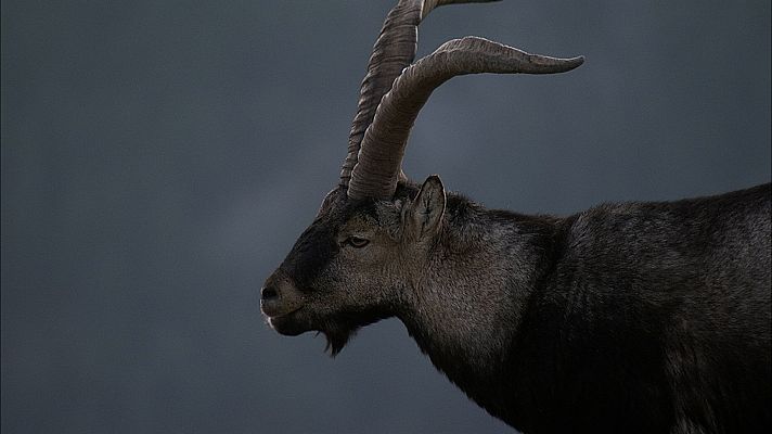 Los Image Catchers - Pelea de cabras on the rocks II