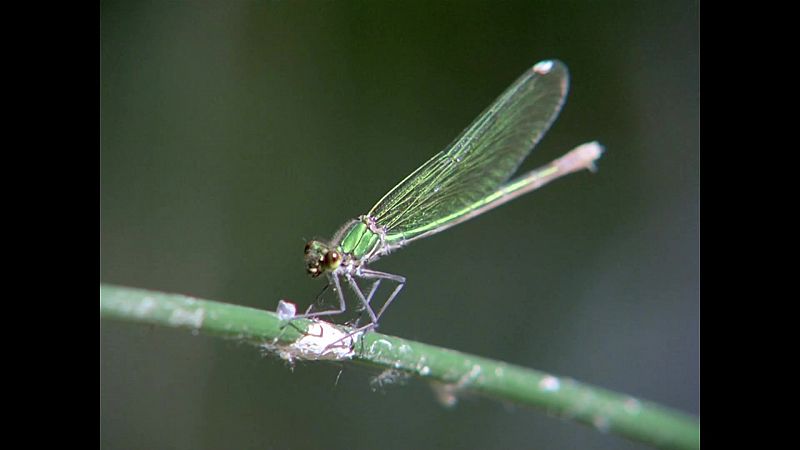 El hombre y la Tierra (Fauna ibrica) - El ro viviente, 2  - ver ahora