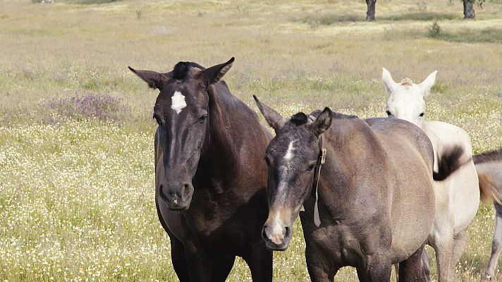 Una historia de caballos