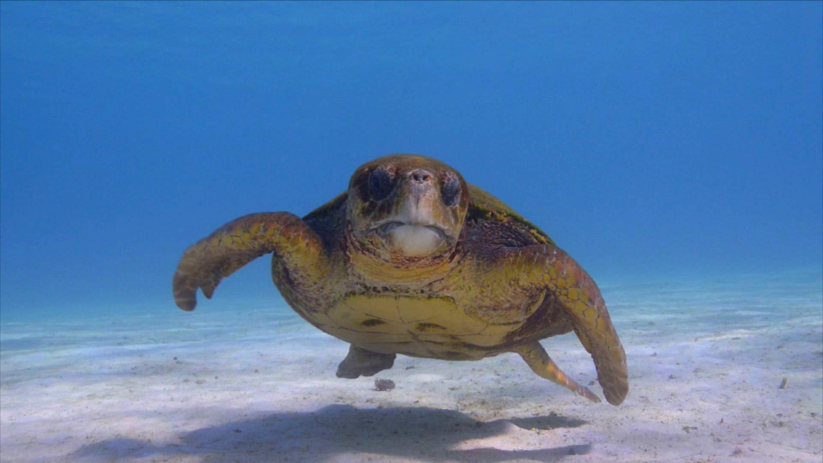 ¡Qué animal! - La lucha de la tortuga boba por sobrevivir entre plásticos