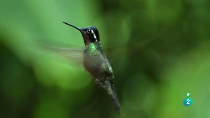 Som Documentals - Selves als núvols. Costa Rica