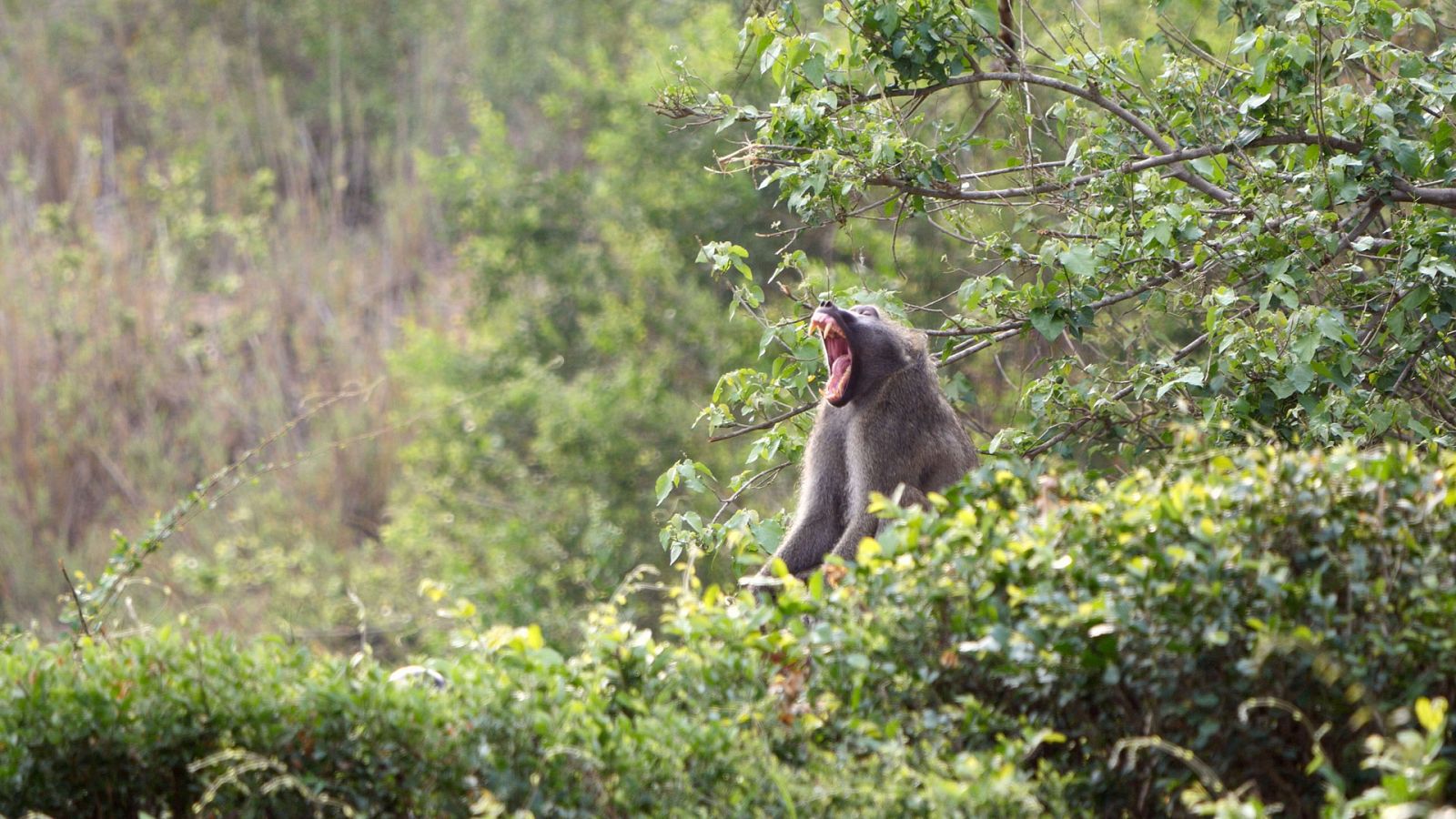 Somos documentales - Bebé babuino y su extraña familia - Documental en RTVE