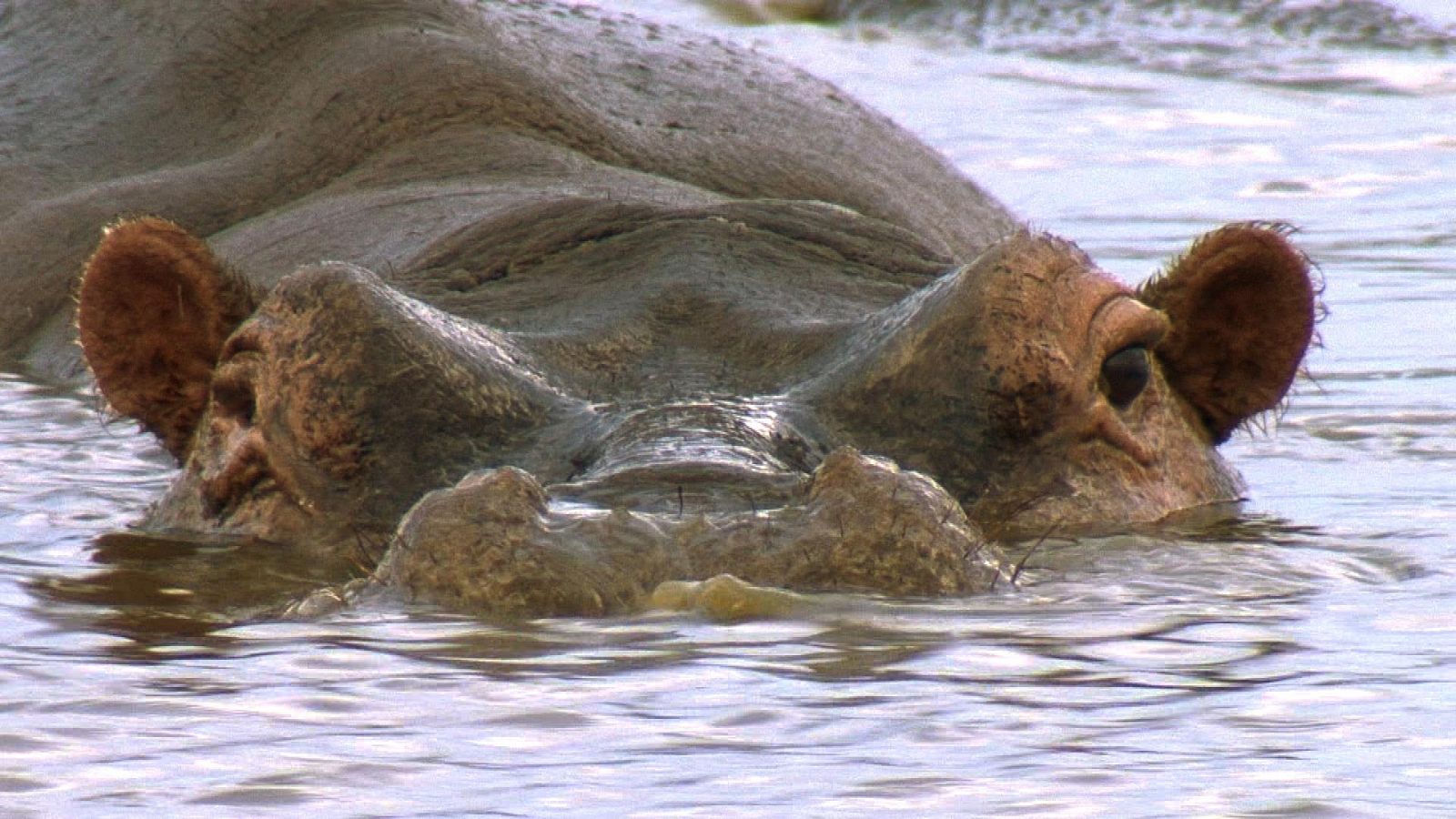 Somos documentales - Los verdaderos señores de la sabana - Documental en RTVE