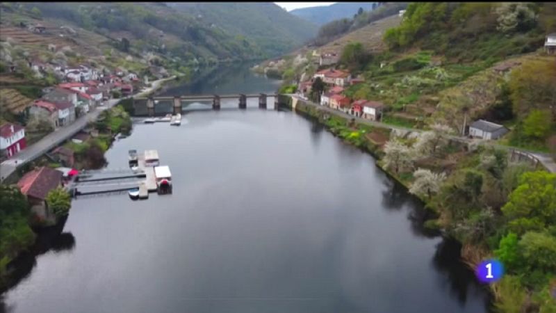 A floracin das cerdeiras na Ribeira Sacra