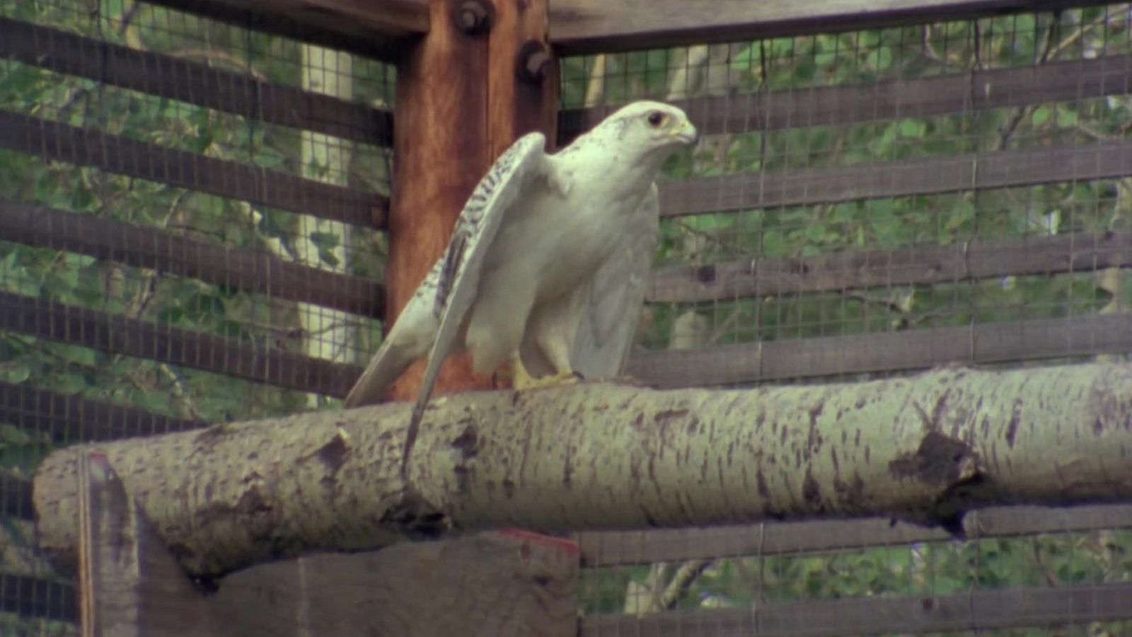 El hombre y la Tierra (Serie canadiense) - Operación peregrino - ver ahora