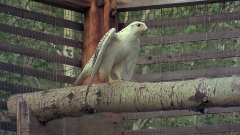 El hombre y la Tierra (Serie canadiense) - Operaci�n peregrino - ver ahora