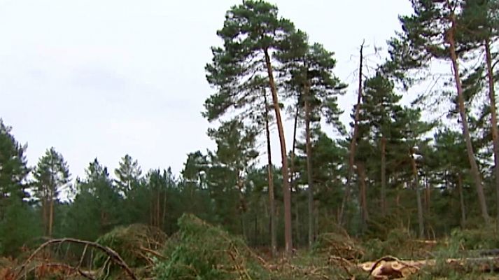 El bosque protector - Tierra de pinares, mar de pinos