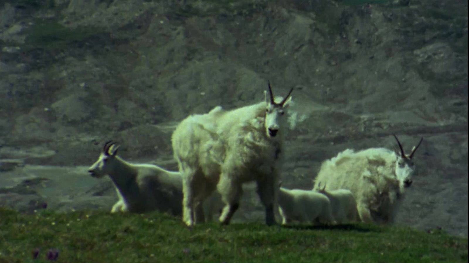 El hombre y la tierra (Serie candiense) - Kluane - Documental en RTVE