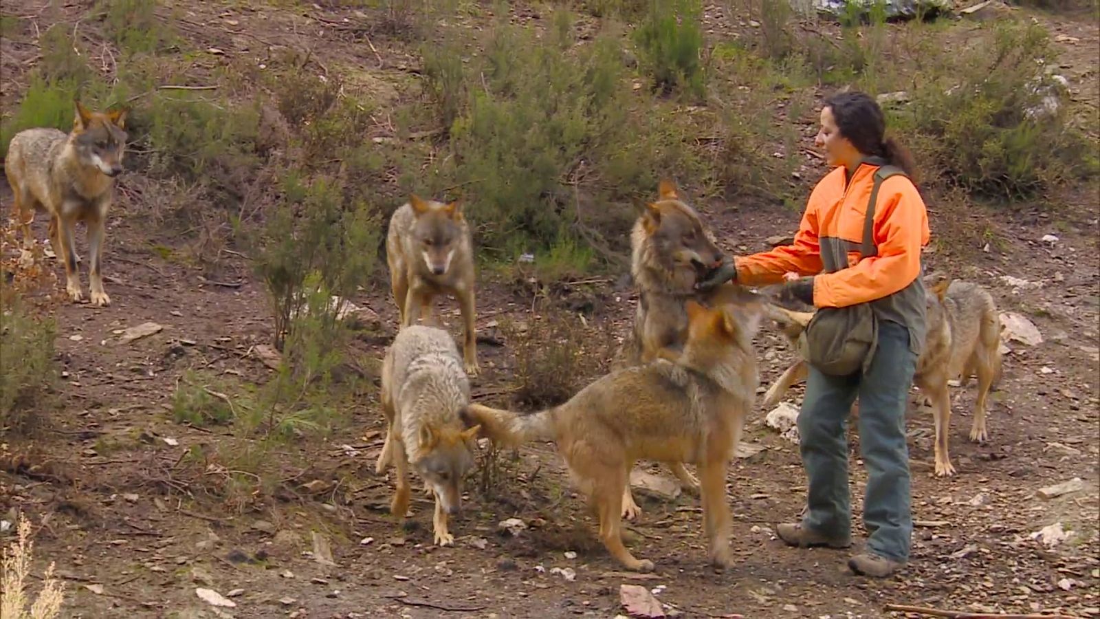 Comando Actualidad - El hombre y el lobo