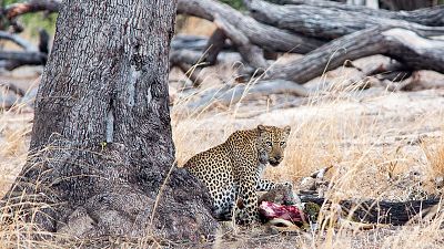Supervivientes de la naturaleza: Apetitos animales