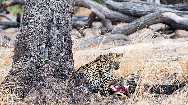 Supervivientes de la naturaleza - Apetitos animales