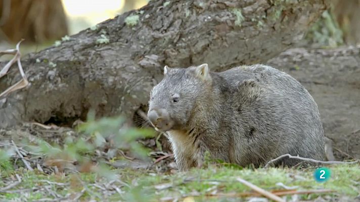 La vida secreta dels uombats: El bosc dels uombats