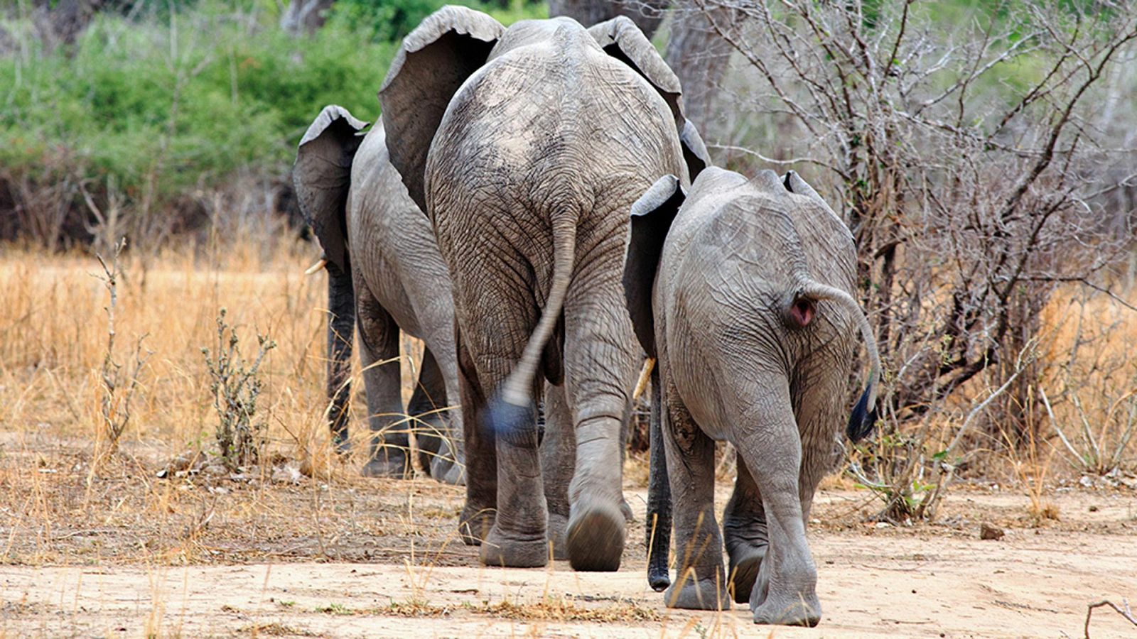 Supervivientes de la naturaleza: Arquitectura animal - ver ahora