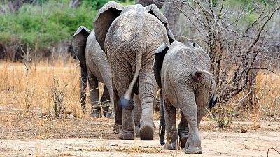 Supervivientes de la naturaleza: Arquitectura animal