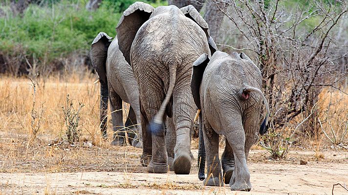 Supervivientes de la naturaleza - Arquitectura animal