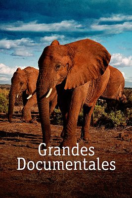 Supervivientes de la naturaleza - Arquitectura animal