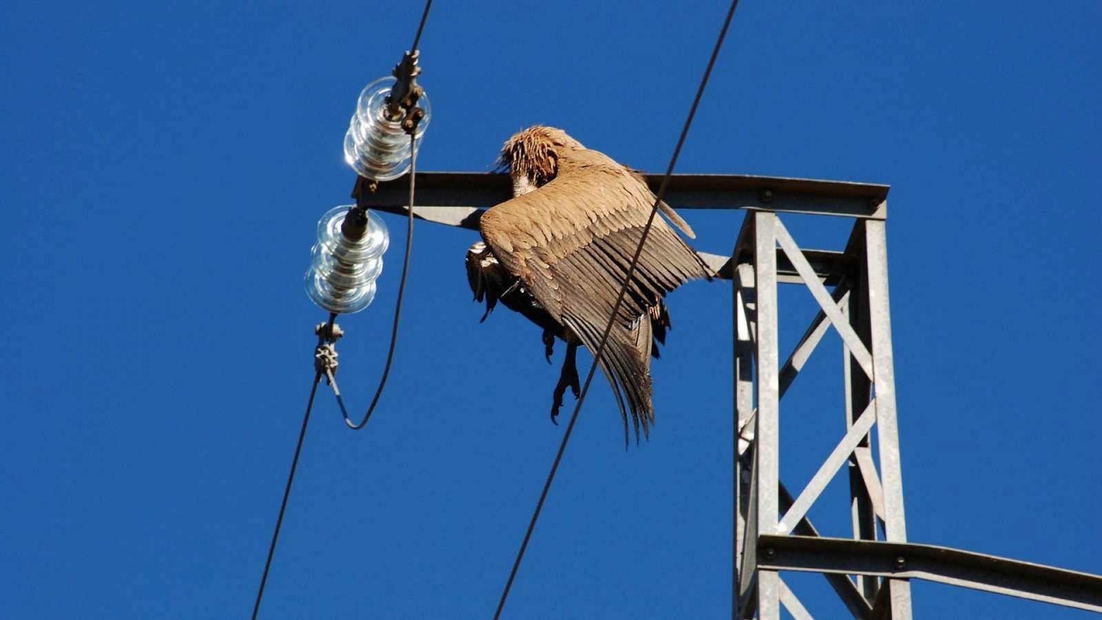 Endesa recibe una querella por las muertes de aves electrocutadas