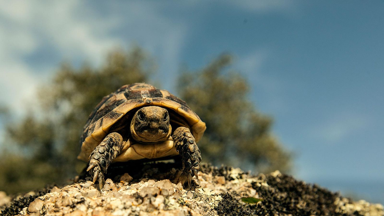 Grandes documentales - Tortugas