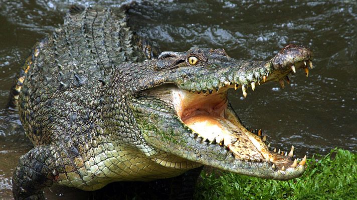 Arsenal animal - Uñas y dientes