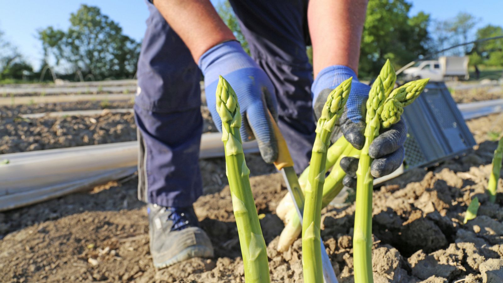 Aquí la Tierra - ¡Aprendemos a plantar espárragos de la mano de nuestro experto hortelano!