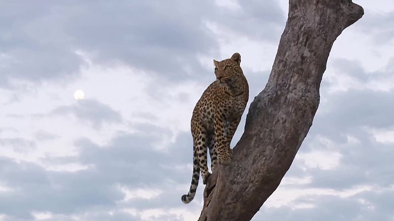 Espa�oles en el mundo - Botswana - ver ahora